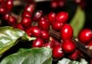 Safra de café 2022 pode chegar a 53,4 milhões de sacas